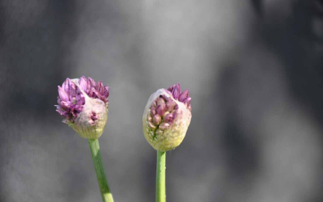 bloemknoppen